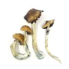 Blue Minies